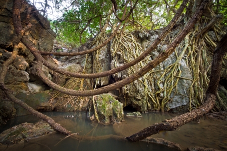 Large tree roots in the primary rainforest の写真素材