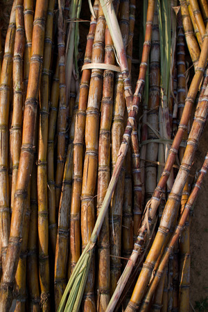 Stalks of fresh sugar cane for extracting the juiceの写真素材