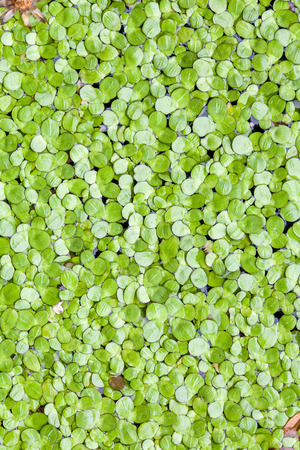 Water surface covered with a duckweed is halved by a shadeの写真素材