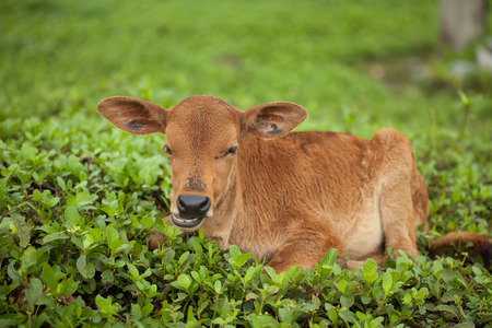 young calf relaxing on green pastureの写真素材