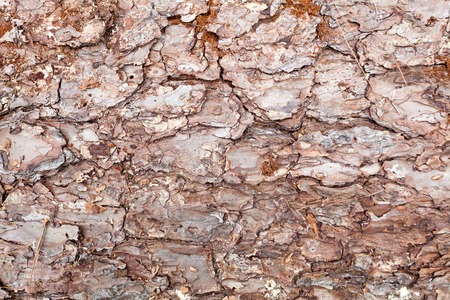A close up of tree bark texture