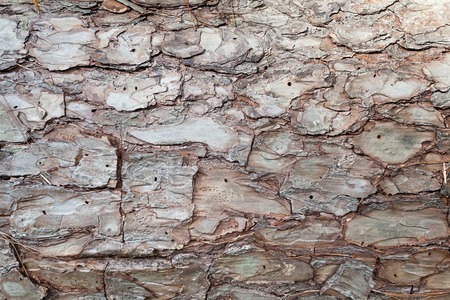 A close up of tree bark texture