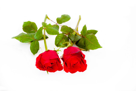 beautiful red rose isolated on white backgroundの写真素材