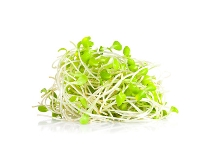 green young sunflower sprouts isolated on white backgroundの写真素材