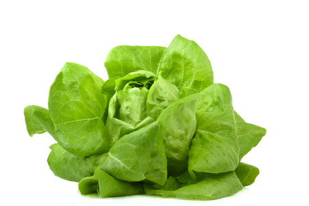 Fresh butterhead salad isolated on white backgroundの写真素材
