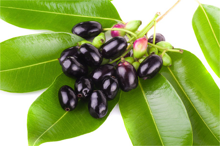 Jambolan plum or Java plum on white background