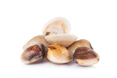 enamel venus shell on a white backgroundの写真素材