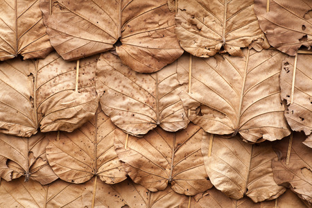 Decorate the walls with dry leaves and backgroundの写真素材