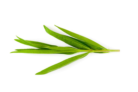 Tarragon herbs close up isolated on whiteの写真素材