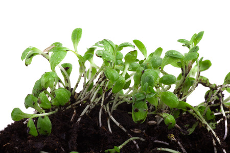 Sapling of a tree on a white backgroundの写真素材