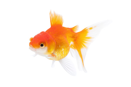 Goldfish isolated on white backgroundの写真素材