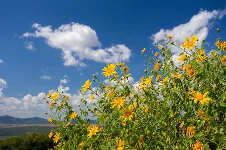 Tree marigold and blue skyの写真素材