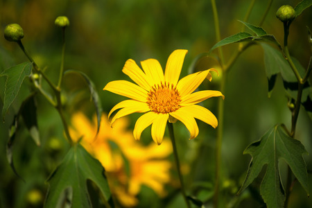 Tree marigold