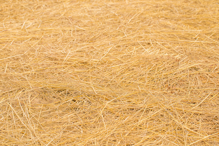 Yellow golden straw bale showing texture and looses straws