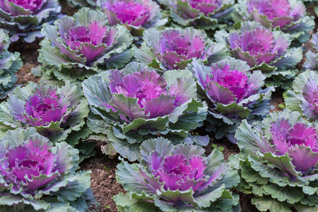 Decorative cabbage or kale, decorative cabbage.