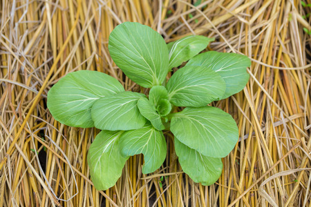 field of green lettuceの写真素材