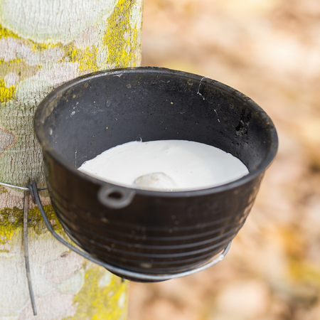 Close-up of the rubber latex drop from a rubber tree.の写真素材