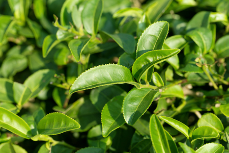 closeup fresh green tea leaves.の写真素材