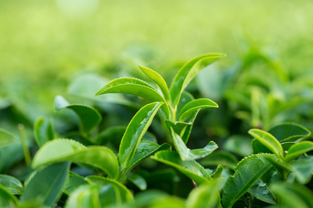 closeup fresh green tea leaves.の写真素材