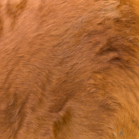 close up of textured pelt from a brown horseの写真素材