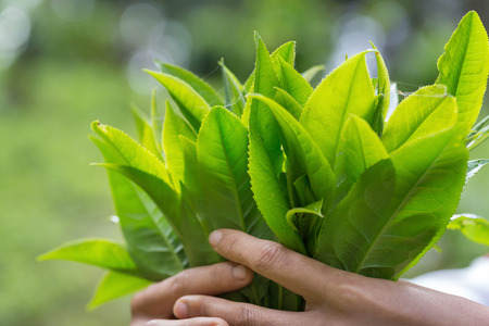 closeup fresh green tea leaves.の写真素材