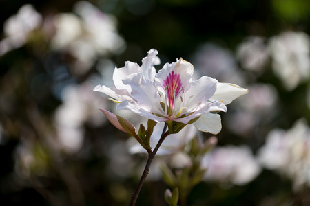 Bauhinia variegata  Selective focus.の写真素材
