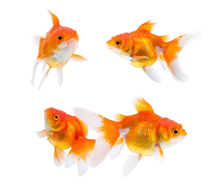 Goldfish isolated on white backgroundの写真素材