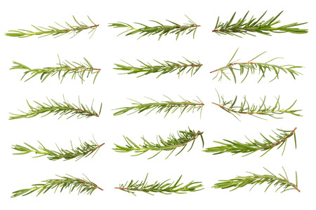 rosemary Herbs and Medicinal herbs. Organic healing herbs. fresh rosemary bunch, rosemary isolated on white backgroundの写真素材