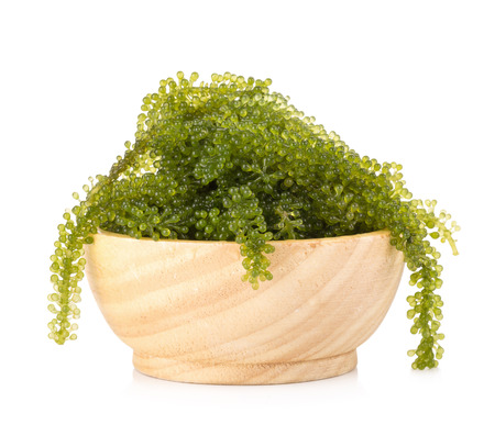 Umi-budou, Seaweed , Healthy sea food. Oval sea grapes seaweed. Healthy Food, Close up Green Caviar on white background.