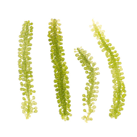 Umi-budou, Seaweed , Healthy sea food. Oval sea grapes seaweed. Healthy Food, Close up Green Caviar,...