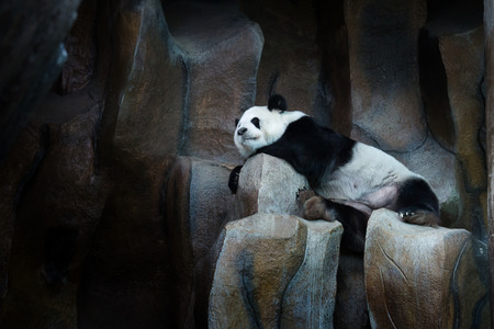 Panda sleeping on a rock at the zoo.の写真素材