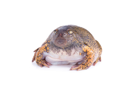 Truncate Snouted Spadefoot Frog on white background.の写真素材