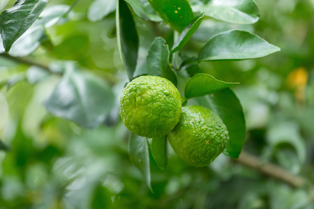 green Bergamot on Tree.の写真素材