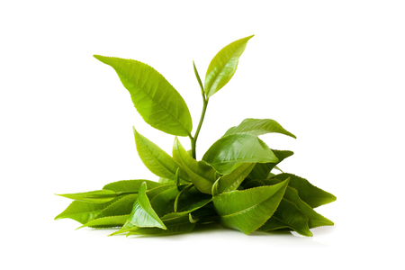 Green tea leaf isolated on white backgroundの写真素材