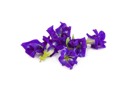 Pea flower or anchan flowers on white background.の写真素材