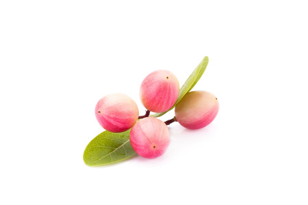 Carunda or Karonda on white background.の写真素材