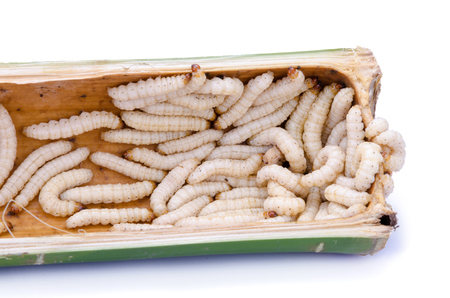 Chrysalis from bamboo isolated on white background.の写真素材