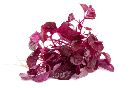 red spinach isolated on white background