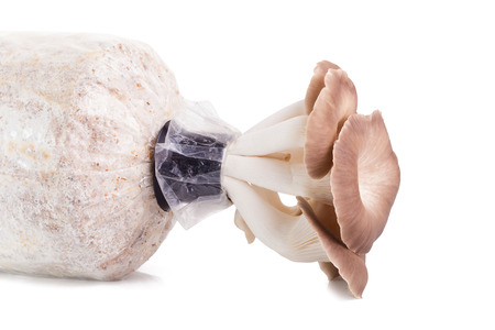 Cultivated mushrooms on the plastic bag.の写真素材
