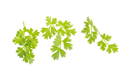 Bunch of fresh coriander leaves over white background