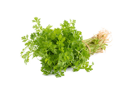 Bunch of fresh coriander leaves over white background