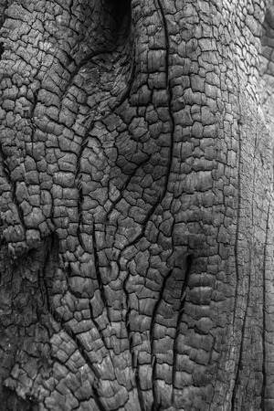 Natural wood charcoal Isolated on white, traditional charcoal or hard wood charcoal