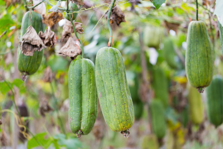 Luffa gourd plant in garden, luffa cylindricaの写真素材