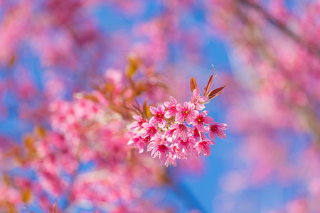 Closed-up Wild Himalayan Cherry blossomの写真素材