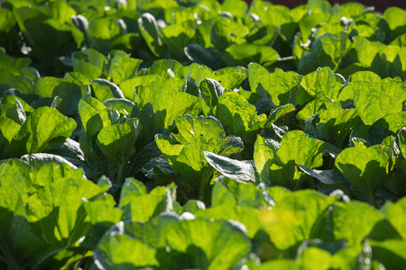 Fresh green cabbage from convert vegetable