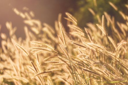 silhouette tropical grass flower on sunset backgroundの写真素材