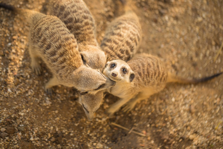 Meerkat in captivity looking around posing for the cameraの写真素材