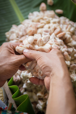 opened raw fresh cocoa pod in hands with beans insideの写真素材