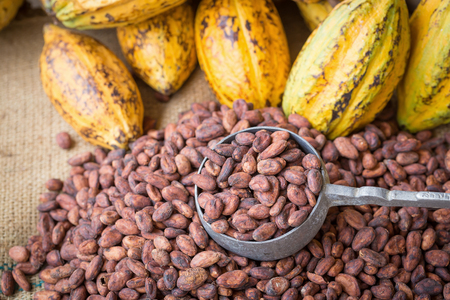Ripe cocoa pod and beans setup on rustic wooden background.の写真素材