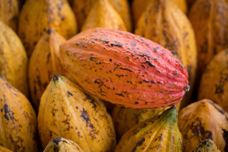 Cacao fruit, raw cacao beans, Cocoa pod background.の写真素材
